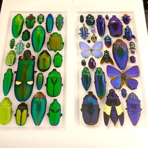Christopher Marley Print Called Monochromatic Mosaics Green and Blue insects.
